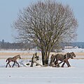 Kyntäjä, Marttila.