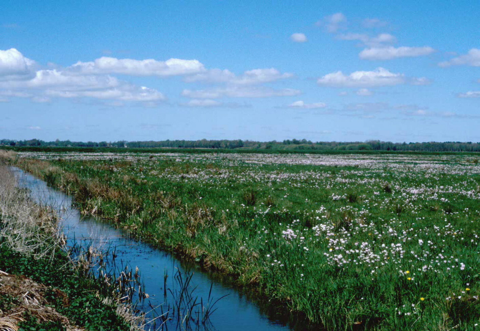 West t. Низовини. Зандровые равнины (Полесья). Заболочена. Ла платьськ низовина.