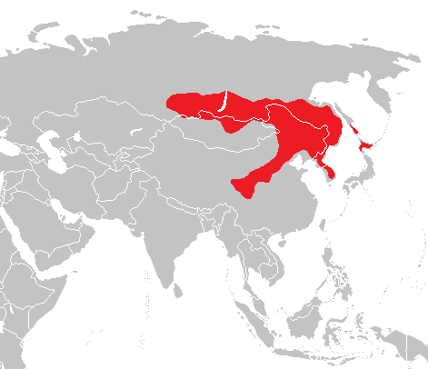 Ofbyld:Fersprieding fan de Koreaanske boskmûs (Apodemus peninsulae).png