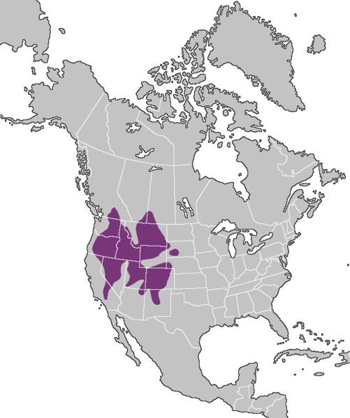 Ofbyld:Fersprieding fan de gielbealchmarmot (Marmota flaviventris).png