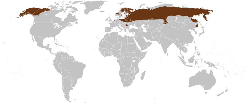 Ofbyld:Fersprieding fan de rottekop (Alexandromys oeconomus).png