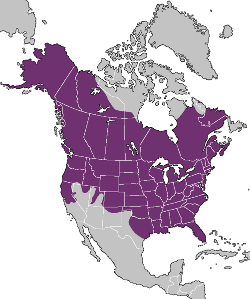 Ofbyld:Fersprieding fan de Amerikaanske nerts (Neogale vison).png