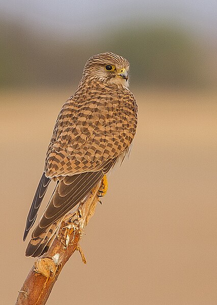 Ofbyld:Common Kestrel Falco tinnunculus Tal Chappar Rajasthan India 14.02.2013 (bysnien).jpg