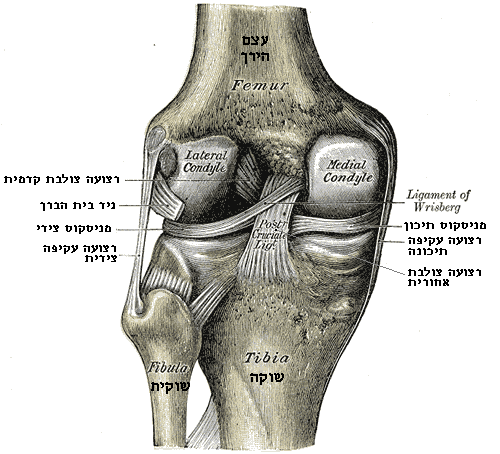 קובץ:Gray348.heb.png