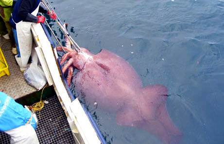 קובץ:Colossal squid caught in February 2007.jpg