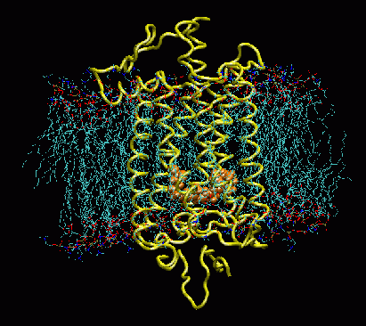 קובץ:Rh1.gif