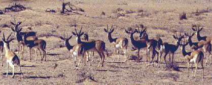 קובץ:Gazella saudiya.jpg