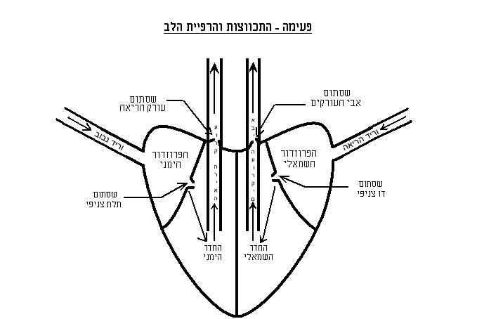 קובץ:Heartbeat1.jpg