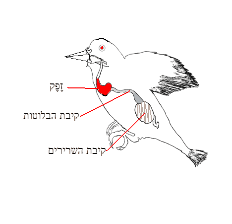 קובץ:Zeffek1.gif