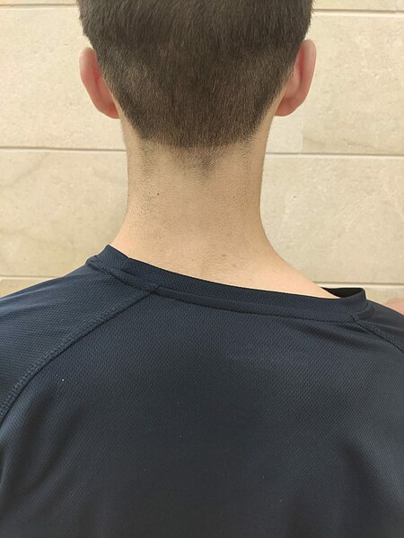 קובץ:A male man oref (nape).jpeg