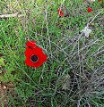 כלנית מצויה Anemone coronaria