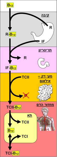 קובץ:Cobalamin absorption he.png