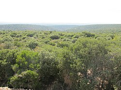 מראה כללי של היער מגג בית היערן