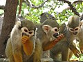 קופי סנאי בפארק הקופים