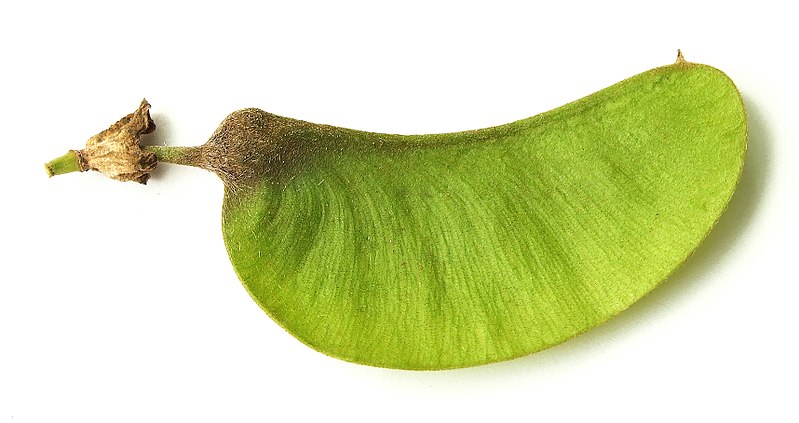 קובץ:Tipuana tipu Leaf.jpeg