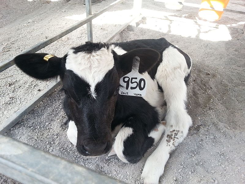 קובץ:Young calf.jpg