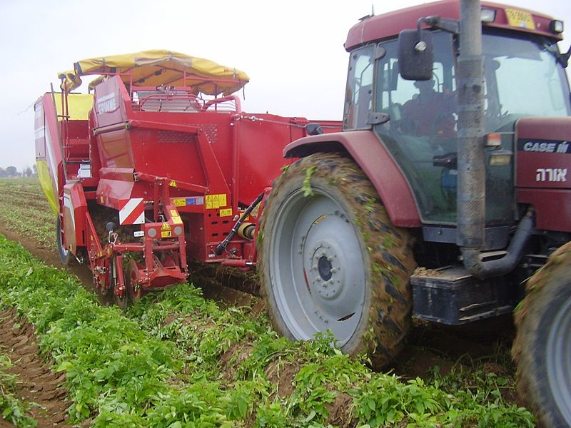 קובץ:Potatoes green harvest .jpg