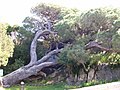 עץ אורן עתיק בשמורה