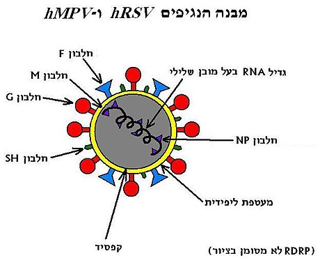 Human metapneumovirus