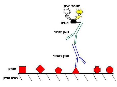 קובץ:ELISA.jpg