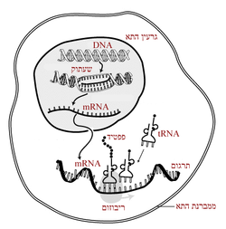 גרעין התא