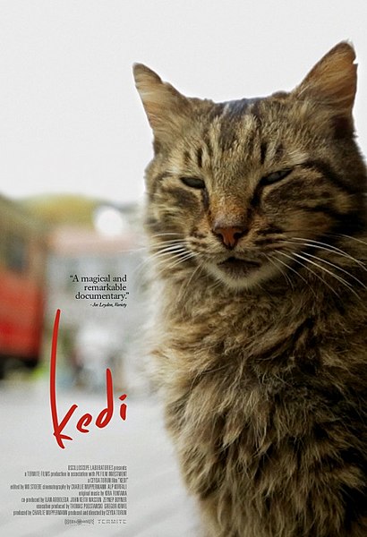 קובץ:Kedi.jpg