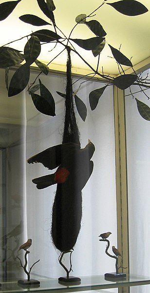 קובץ:Oropendola nest.jpg