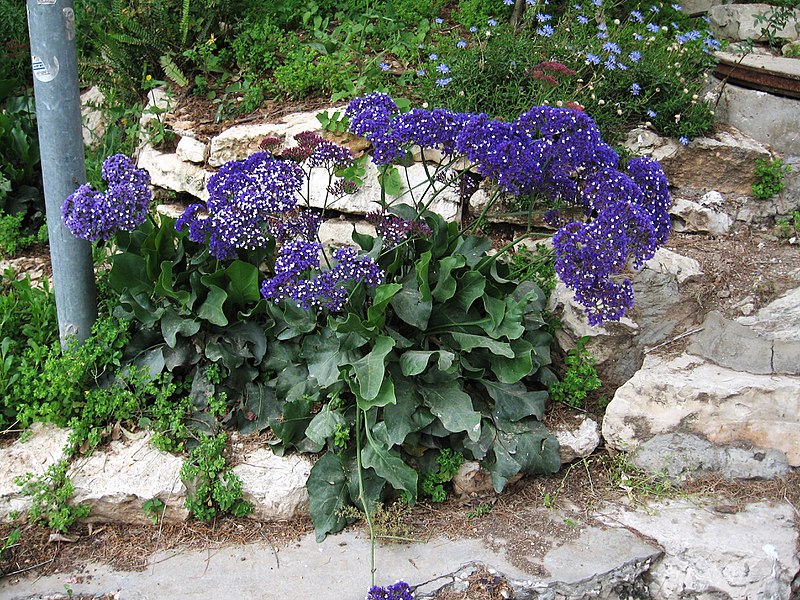 קובץ:Limonium sinuatum3.jpg