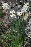 Narcissus tazetta-flickr1.jpg