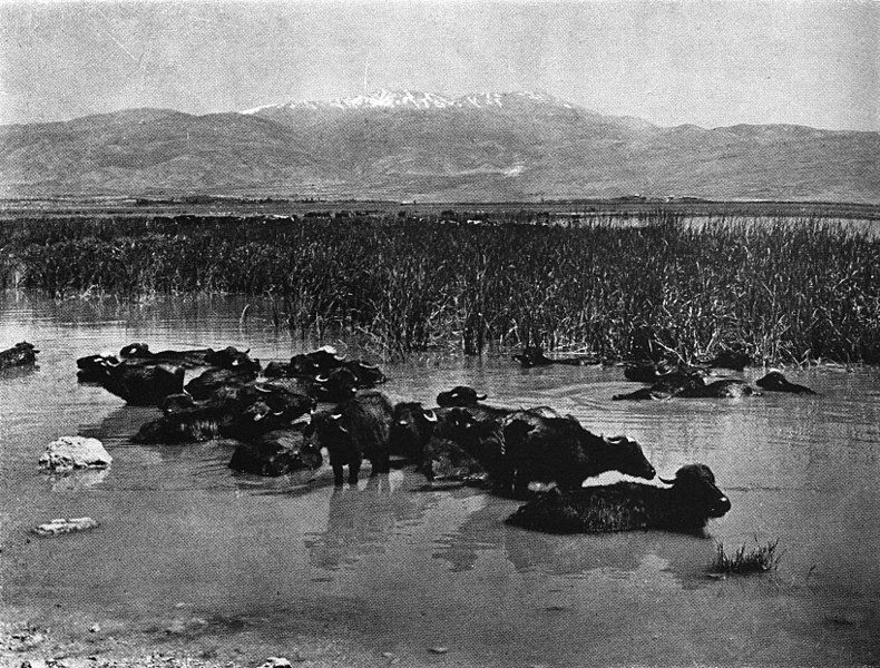 קובץ:Hula Marsh 1930s.JPG