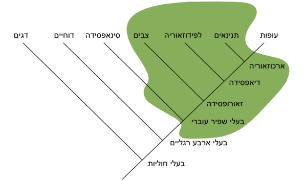 Traditional Reptilia Wikipedia Hebrew Version.png