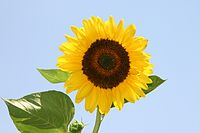 Sunflower in jerusalem.JPG