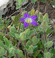 פעמונית Campanula