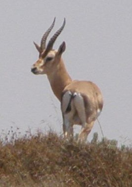 קובץ:Gazelle near Elon Moreh.pdf