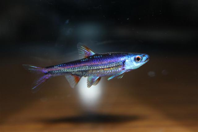 Datoteka:Notropis chrosomusViki.jpg