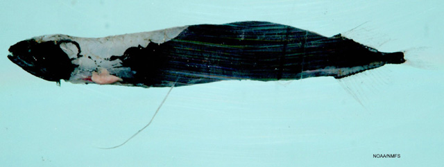 Datoteka:Bathophilus longipinnis.jpg