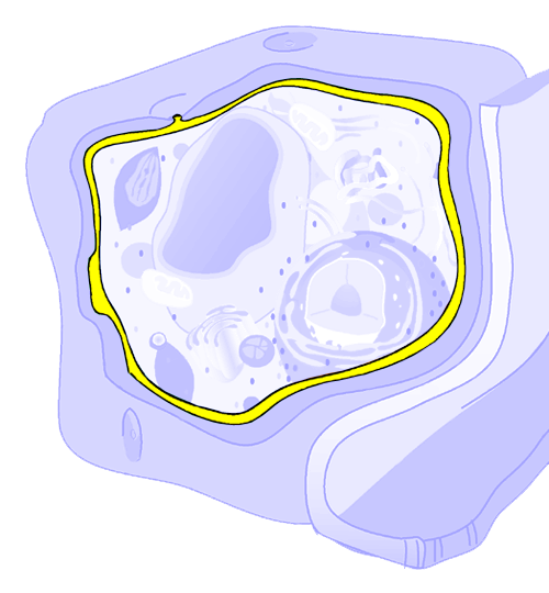 Datoteka:Membrana stanica.png