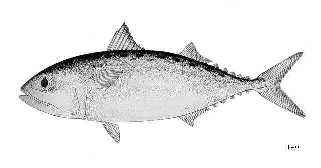 Datoteka:Rastrelliger brachysomaFish.gif