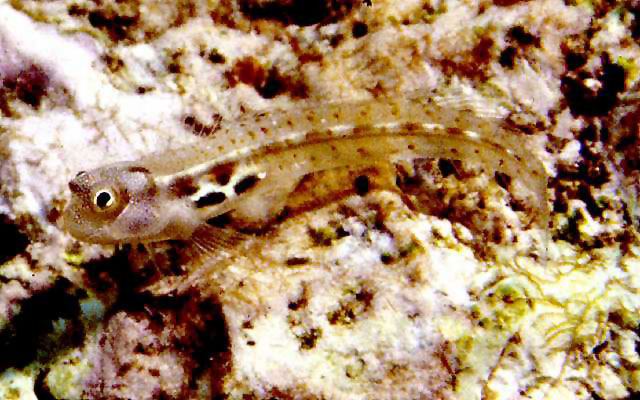 Datoteka:Alloblennius pictusViki.jpg