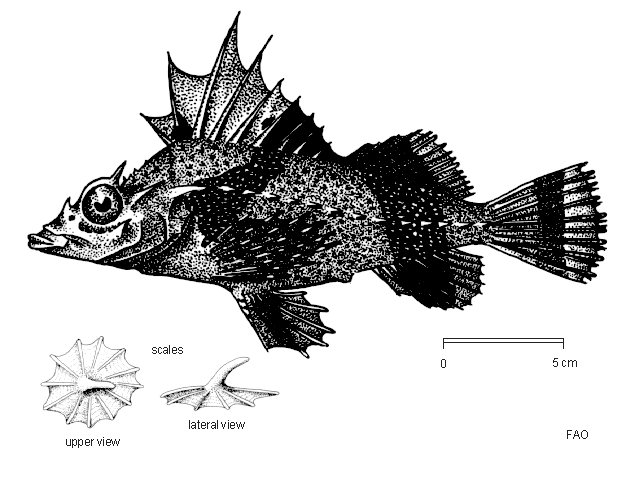 Datoteka:Zanclorhynchus spiniferViki2.gif