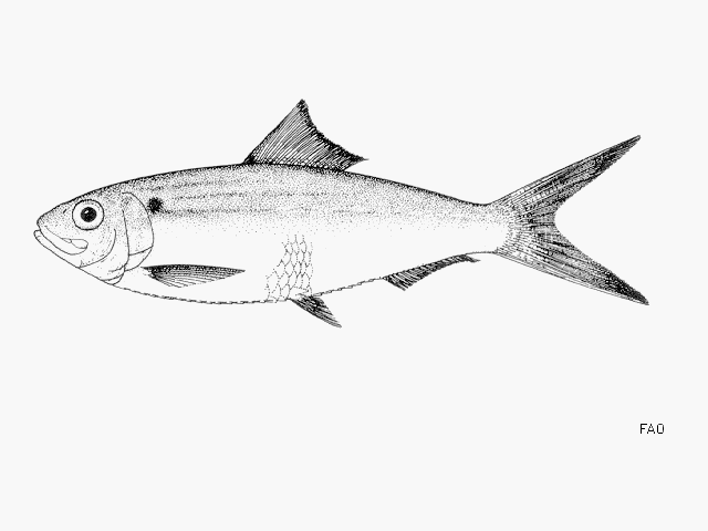 Datoteka:Sardinella maderensisViki.gif