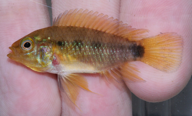 Datoteka:Apistogramma similisVikiFemale.jpg