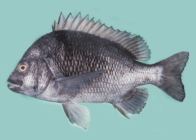 Datoteka:Acanthopagrus berdaViki2.jpg