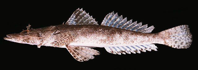 Datoteka:Cymbacephalus nematophthalmusViki.jpg