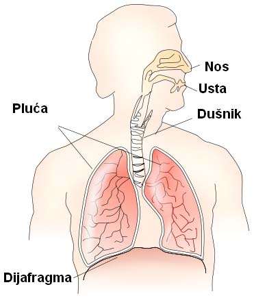 Datoteka:Dišni sustav.jpg