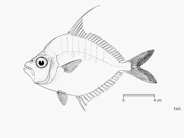 Datoteka:Aurigequula fasciataViki2.gif