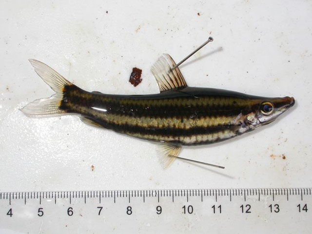 Datoteka:Anostomus breviorViki.jpg