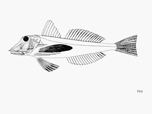 Datoteka:Chelidonichthys lucernaZ2.gif