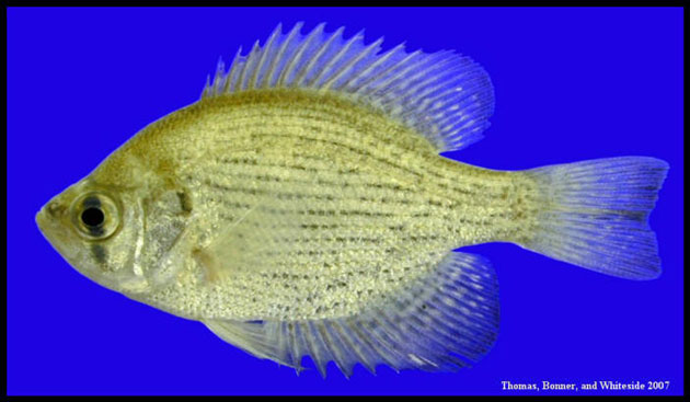 Datoteka:Centrarchus macropterusViki.jpg