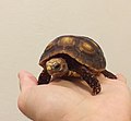 Thumbnail for Crvenonoga kornjača
